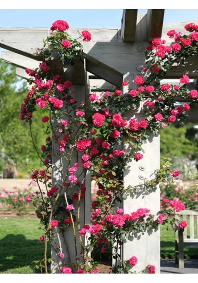 Pembe Sarmaşik Çardak Gülü 70 120 Cm 1 Adet Saksılı Dış Mekan Sarmaşık Wisteria