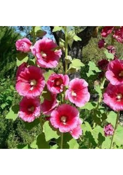 5 Adet Tohum İthal Pembe Pamuk Çiçeği Tohumu Saksı Toprak Hediye