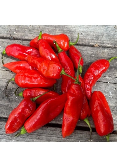Red Trinidad Seasoning Biber Tohumu 15 Adet 1 Paket