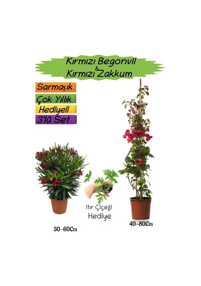 Kırmızı Renk Begonvil+kırmızı Zakkum Fidanı+ıtır Çiçeği 3'lü Peyzaj Seti