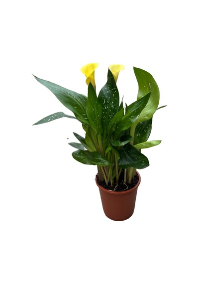 Calla Lilly 'yellow' Gala Çiçeği