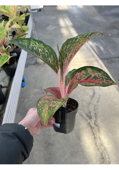 Aglaonema 'Dark Pink Star' (Çin Herdemyeşili) Ø12 CM Y25-30 CM