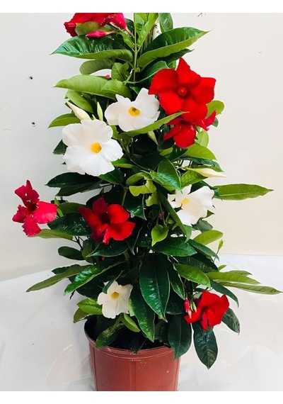 Mandevilla Mix 30 60 Cm Karışık Renkli Kırmızı Beyaz Saksılı Çiçekli Sarmaşık