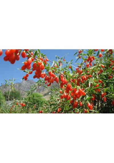 3 Adet Goji Berry Fidanı Nq7 Tüplü 20 Cm 12 Ay Dikim