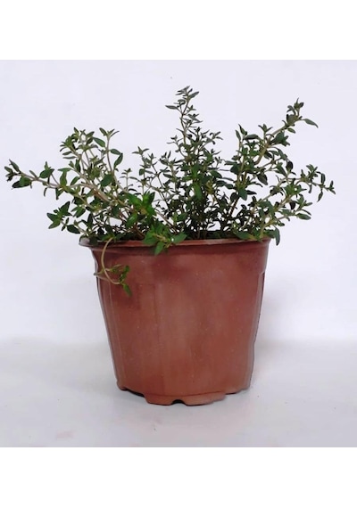 Saksılı Dağ Bahçe Kekiği Fidanı 10-20 Cm 5 Adet Thymus Vulgaris