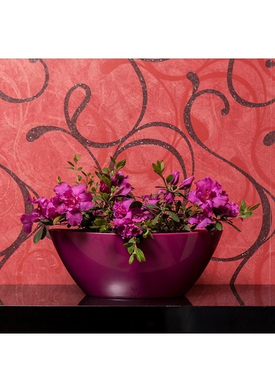 Serinova Kayık Arajman Saksı 3,25 Lt 99080656