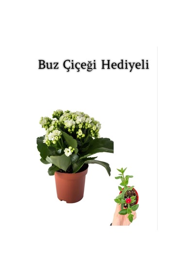 Sevgililer Gününe Özel Beyaz Renk Kalanşo-emel Hanım Çiçeği Buz Çiçeği Hediyeli