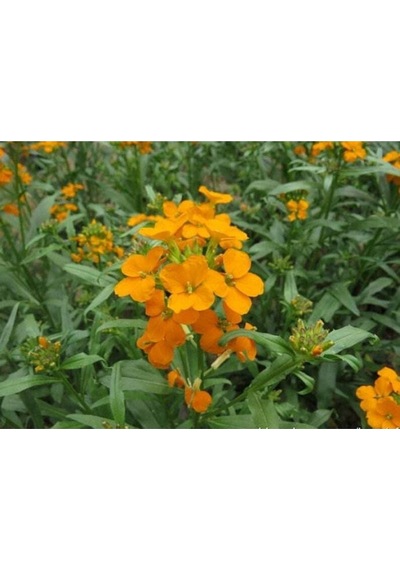 20 Adet Siberian Wallflower Çiçek Tohumu