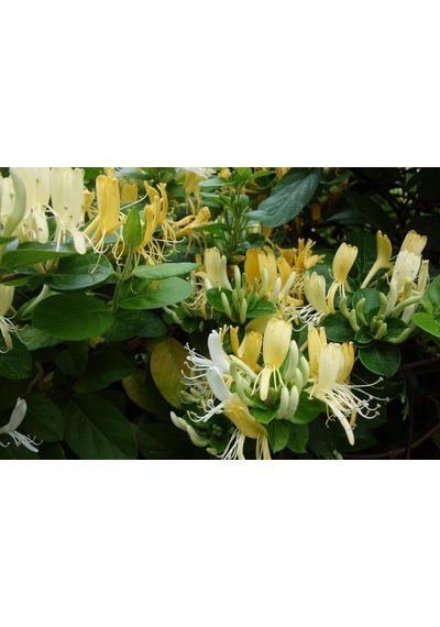 Caprifolium Lonicera Hanımeli Fidanı 10-20 Cm