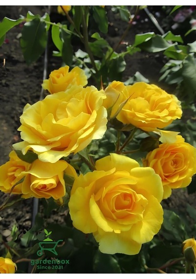 Kokulu Sarı Renk Gül Fidanı 1 Adet Saksıda 30-50cm Yellow Rose
