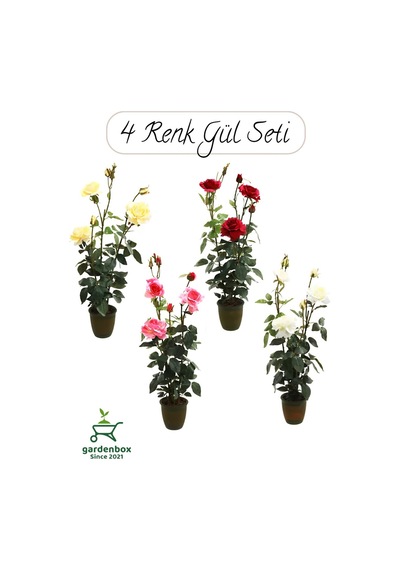 Saksılı Gül Seti Kokulu 4 Adet Yediveren Gül Sarı+kırmızı+pembe+beyaz Renk 30-50cm