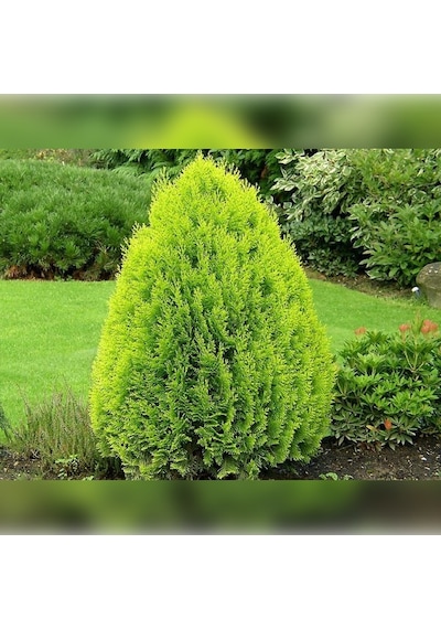 Doğu Mazı Çamı 150 Cm Boyunda