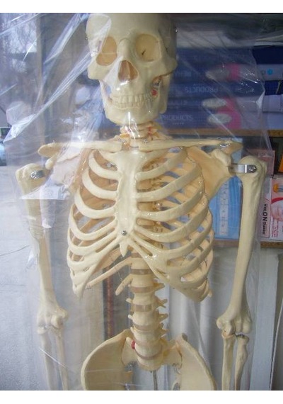 İnsan İskeleti İskelet Maketi