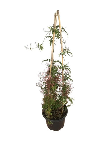Jasminum Sambac - Arap Yasemini İki Köklü