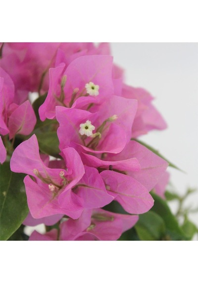 Avantajlı Begonvil Fidanı Pembe 25 Cm Çiçekli Bougainvillea