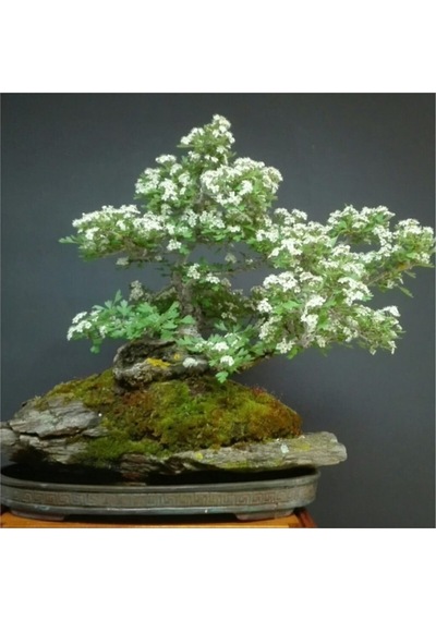 Bodur Sarı Alıç Bonzai Ağacı Tohumu 5 Adet Bonsai Ağacı Tohumu