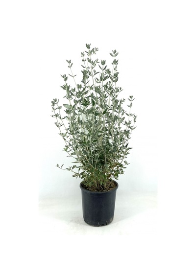 Serada Decor Plant Zeytin Çalısı 40-50 Cm 2 Adet