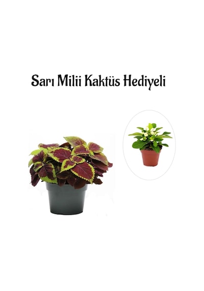 Kadınlar Gününe Özel Renkli Yapraklı Yaprak-cam Güzeli Sarı Milli Kaktüs Hediyeli