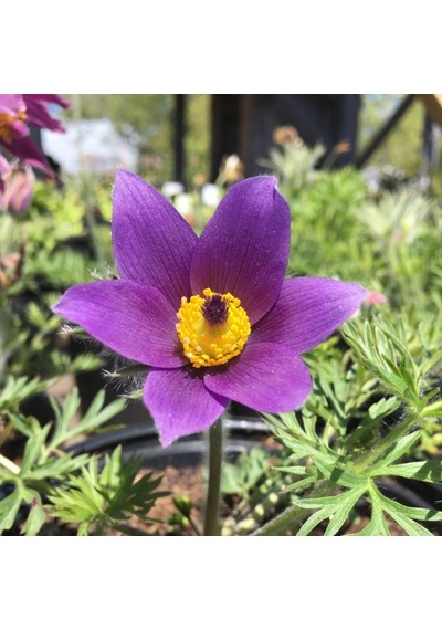 Violet Pulsatilla Vulgaris Dağ Lalesi Çiçeği Tohumu 5 Tohum