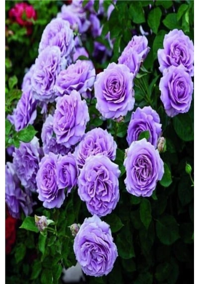 Yediveren Lila Gül Fidanı 1 Adet 30-50 Cm Yediveren Lilac Rose