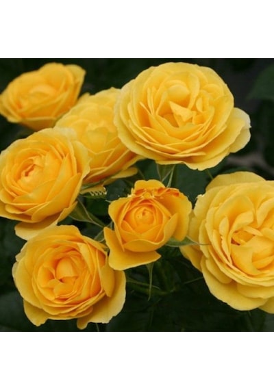 Tüplü Kordes Rosen Yediveren Katmerli Sunbeam Sarı Renkli Yediveren Gül Fidanı