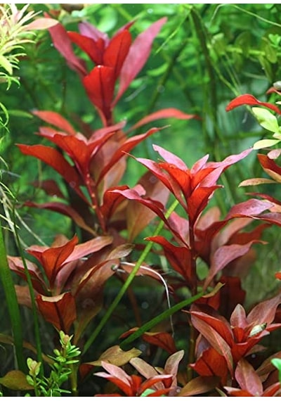 Ludwigia Repens Kusursuz Form Akvaryum Bitkisi Canlı Bitki 5 Dal