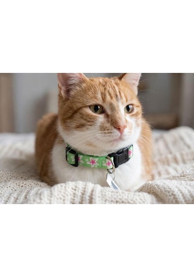 Patibon Galaxy Harmony Kedi Boyun Tasması, Mor, Özel Koleksiyon Diğer