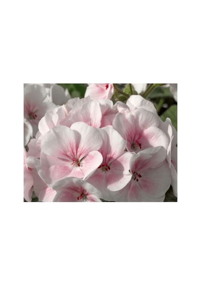 Pembe - Beyaz Sardunya Tohumu - 10 Tohum