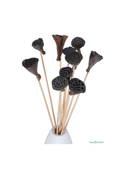 Yapay Çiçek Sitesi Kuru Çiçek Doğal Lotus 28 Cm 10lu Natürel