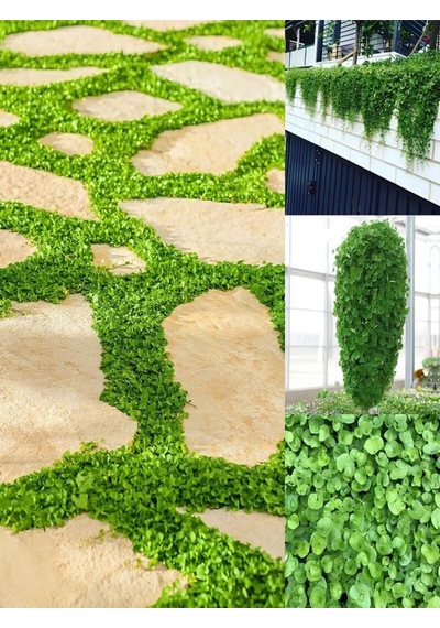 Dichondra Repens Soğuğa Dayanıklı Fare Kulağı Bitkisi Saksılı 10-15cm