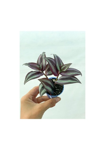 Yeşil Mor Kahve Desen Telgraf Çiçeği Fidanı 10-20 Cm