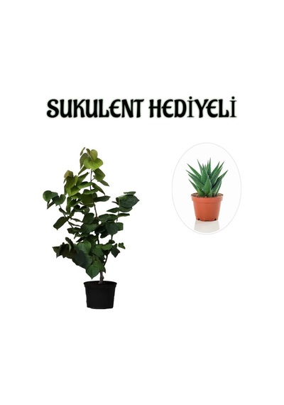 Harika Kokulu Mor Leylak Fidanı Sevgililer Gününe Özel Sukulent Hediyeli