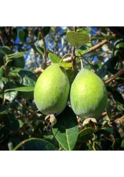 Saksıda Feijoa kaymak Ağacı Fidanı 3 Yaş - 90-110 Cm  Boy