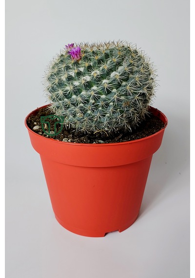 Yaşlı Kadın Kaktüsü Mammillaria Hahniana Kolay Bakım