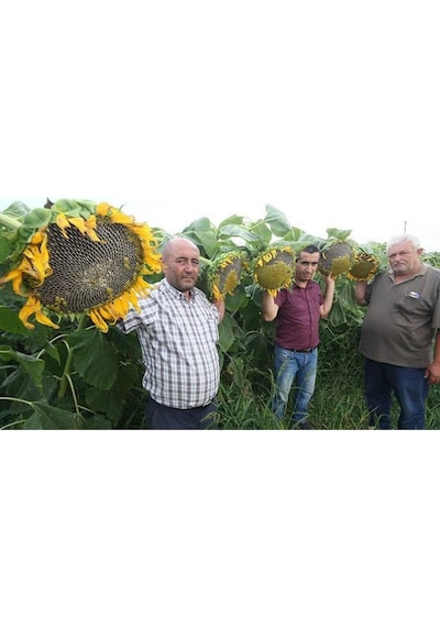 150 Adet İri Çekirdekli Ayçiçeği Tohumu