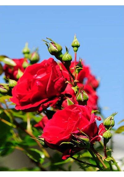 Kırmızı Gül Fidanı Kokulu Saksılı 1 Adet 50-70 Cm Dış Mekan Bitkisi Red Rose
