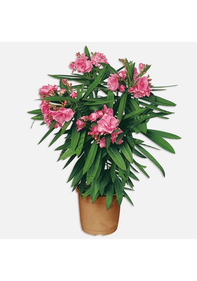 Zakkum Çiçeği Fidanı Pembe 10-20 Cm