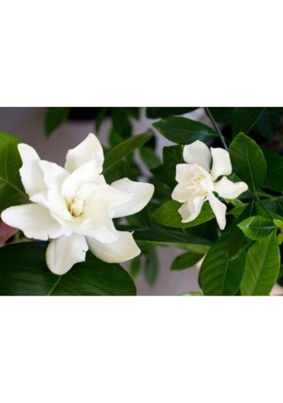 Gardenya Çiçeği Fidanı 10-20 Cm