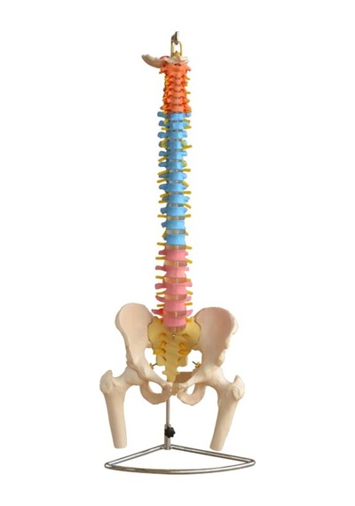 Didaktik Omurga ve Pelvis Modeli (Pelvisli ve Femur Başlı Omurga