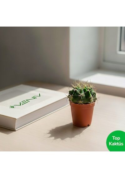 Dekoratif Canlı Top Kaktüs 5-10 Cm 1