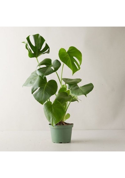 Monstera Deliciosa Deve Tabanı Büyük Ve Dolgun Boy 90 - 110 Cm