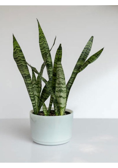Kılıç Çiçeği Fidanı 60-80 Cm Saksılı Çiçekli Bodur Bitkiler Gladiolus