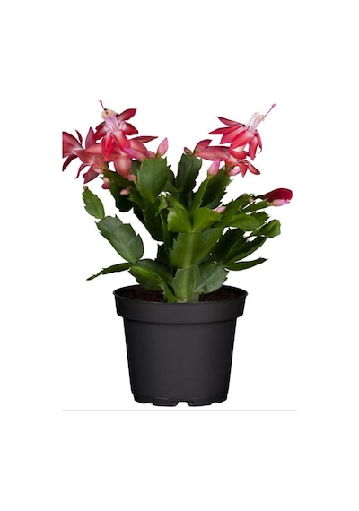Yılbaşı Çiçeği Kırmızı 2 Adet 10-20cm Schlumbergera Truncata