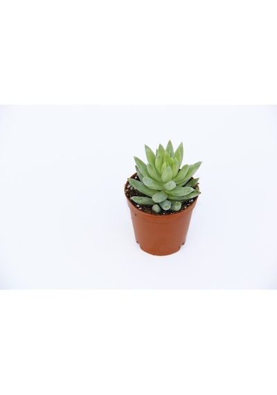 Sedum Nicaeensis 5 Adet Sukulent