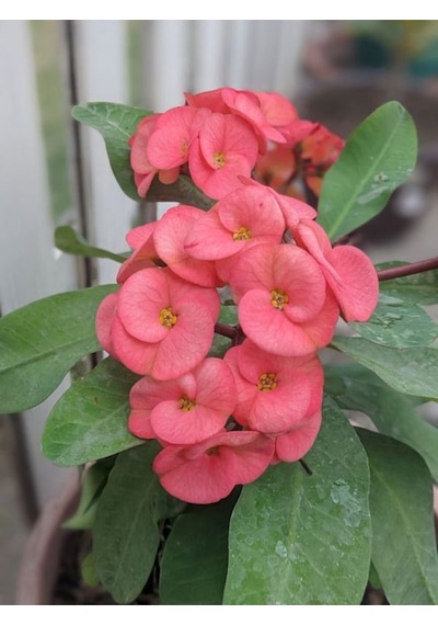 Videolu Pembe Milli Dikenler Tacı Çiçeği Mega Boy 1 Adet Saksılı 40-60 Cm Kaktüs Euphorbia