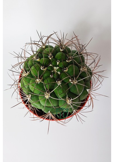Gymnocalycium Marquezii Muhteşem Formda Büyük Boy Kaktüs