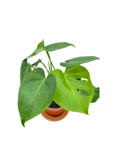Monstera Deliciosa Deve Tabanı Orta Boy 45-50cm