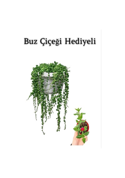 Tespih Boncuk Bezelya Çiçeği Bitkisi Sevgililer Gününe Özel Buz Çiçeği Hediyeli