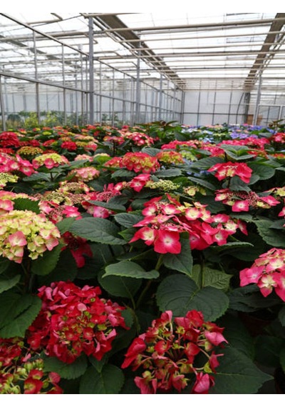 Kırmızı Ortanca Çiçeği 30 50 Cm 1 Adet Saksılı Çiçekli Bodur Bitki Hydrangea Macrophylla Diğer