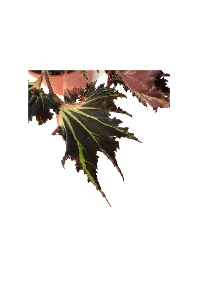 Begonia 'Break Dance' (Begonya Çiçeği) Ø12 CM Y25-30 CM